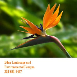 Eden-Landscape